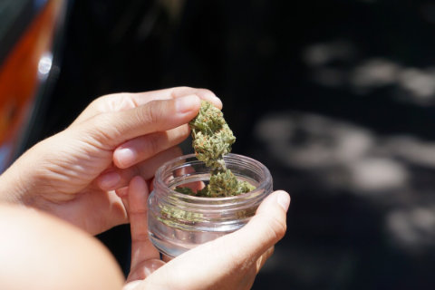 Marijuana weed grass cannabis medicinal properties drugs high narcotics jpg